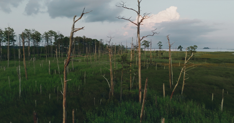 A “ghost forest,” caused by seawater intrusion, along the Mid-Atlantic coast.
