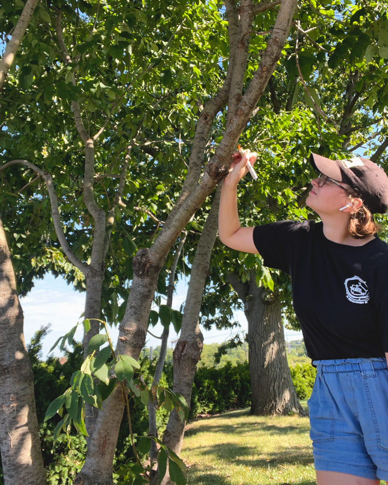 Easton conducts exit hole surveys of the emerald ash borer, an invasive beetle killing millions of ash trees. Easton conducts exit hole surveys of the emerald ash borer, an invasive beetle killing millions of ash trees.