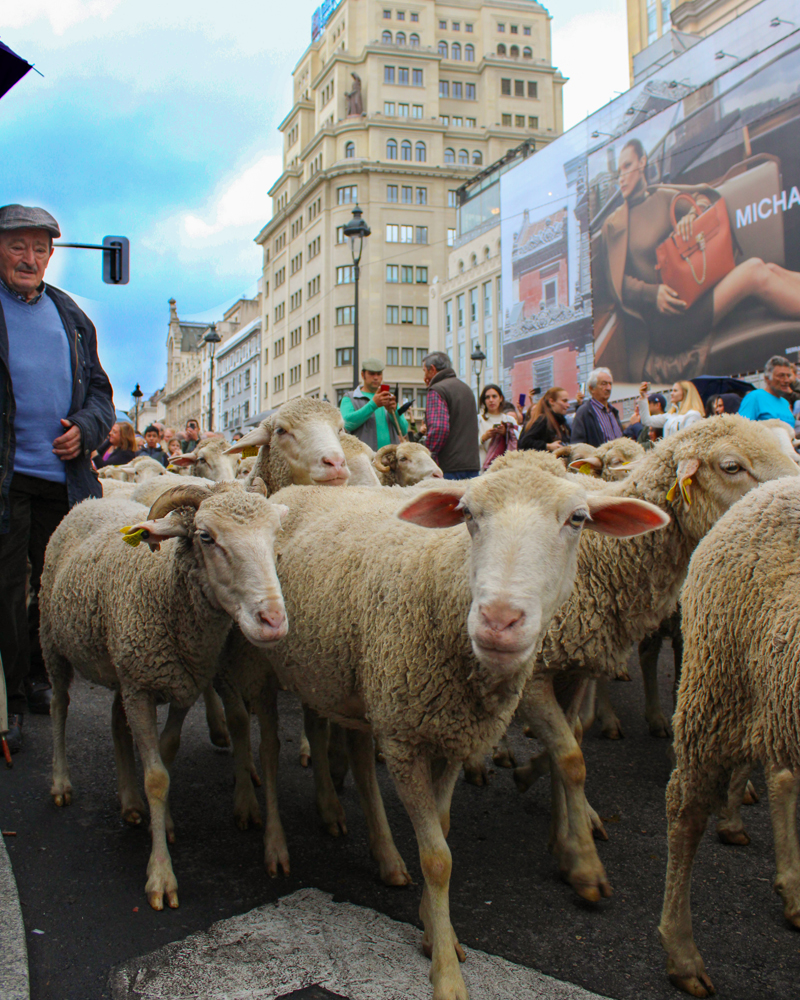Sally Bornhorst’s “Sheep Stares” depicts her experience at the annual festival Fiesta de la Trashumancia in Madrid, Spain. Bornhorst participated in the fall 2022 World Scholar program in Madrid and was the overall student winner in the Living category. Sally Bornhorst’s “Sheep Stares” depicts her experience at the annual festival Fiesta de la Trashumancia in Madrid, Spain. Bornhorst participated in the fall 2022 World Scholar program in Madrid and was the overall student winner in the Living category.