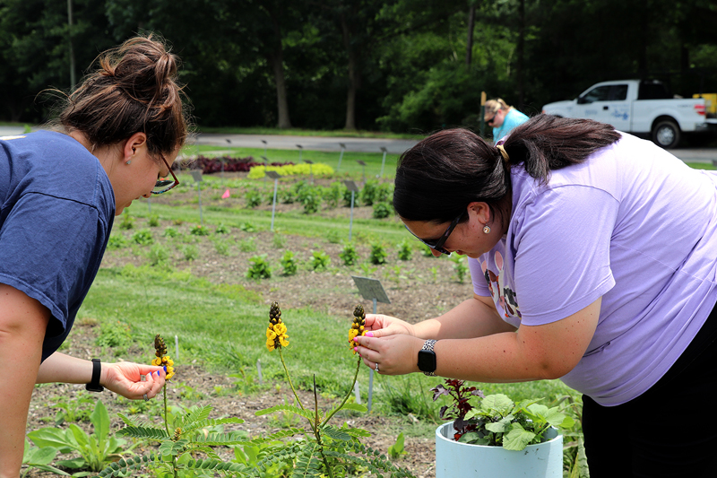 The 2023 Ag Summer Conference hosted a field trip to the UD Botanic Gardens, where agriscience educators toured the landscape color trial garden.