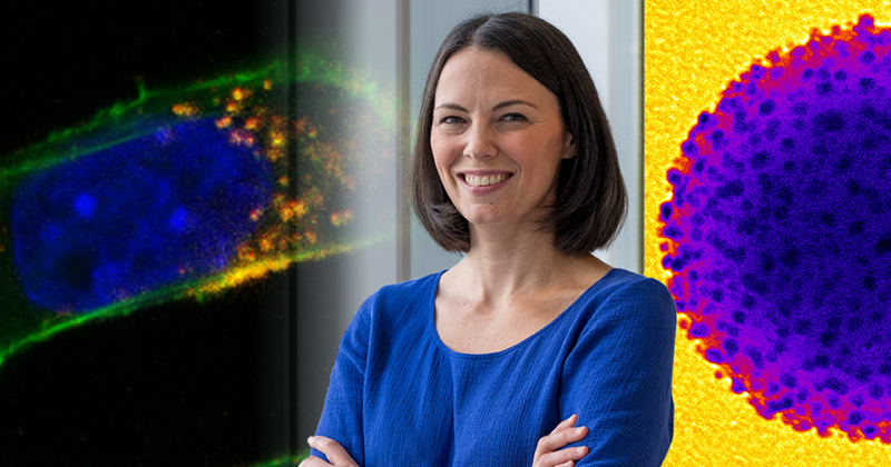 Professor Emily Day is developing therapies to improve outcomes for difficult-to-treat conditions