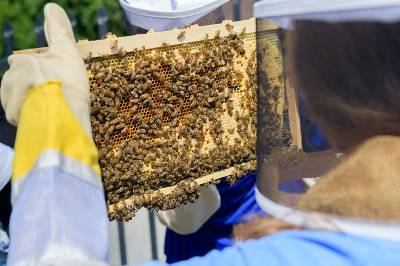 Bees and climate change were the focus of a recent conversation between UD alumna and novelist Julie Carrick Dalton and Debbie Delaney, associate professor of entomology.