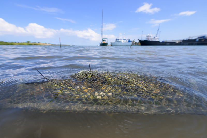 Pictured is a bag of oyster shells (also known as a cultch) in waters located near UD’s Hugh R. Sharp Campus in Lewes.