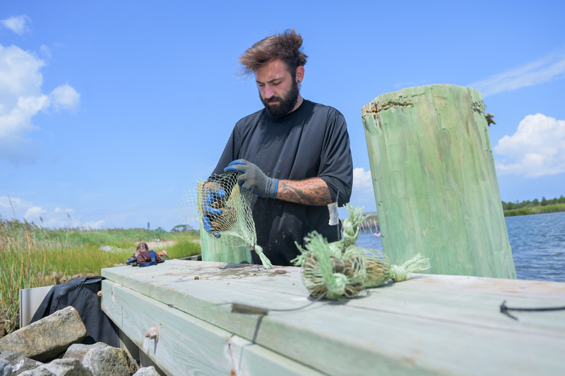 Brendan Campbell, a postdoctoral researcher at UD, works with oysters to enhance shoreline resilience