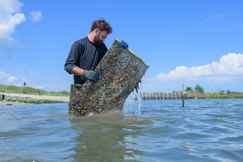 Brendan Campbell, a postdoctoral researcher at UD, works with oysters to enhance shoreline resilience