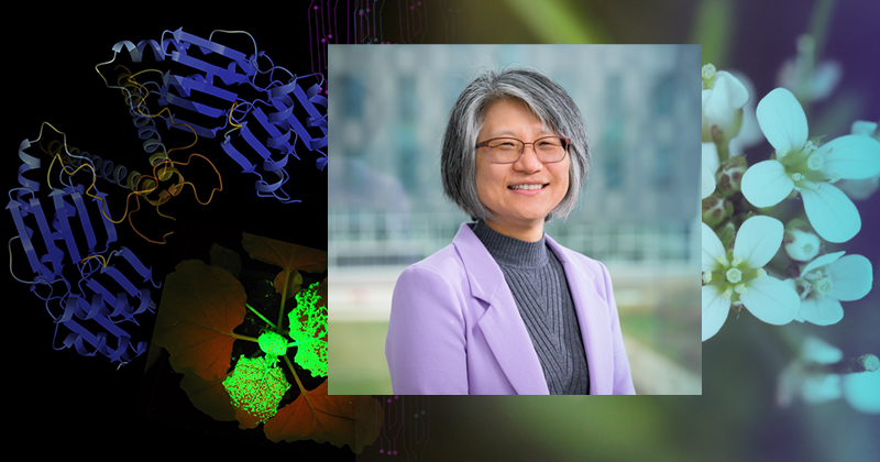 Jung-Youn Lee, a University of Delaware professor of plant molecular and cellular biology and the interim director of the Delaware Biotechnology Institute