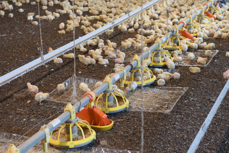 Chicks that are just 5 days old hang out around the feeders at Georgie Cartanza’s chicken operation.