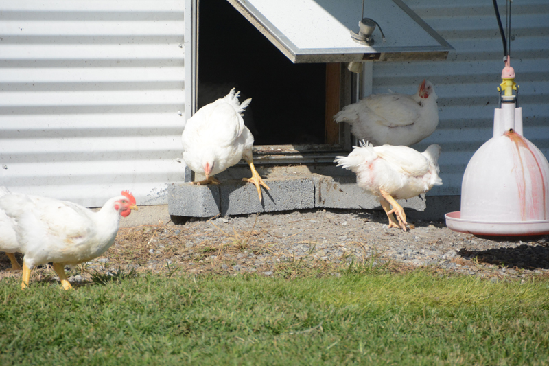 Mature organic chickens have access to the outdoors at Georgie Cartanza’s chicken operation.