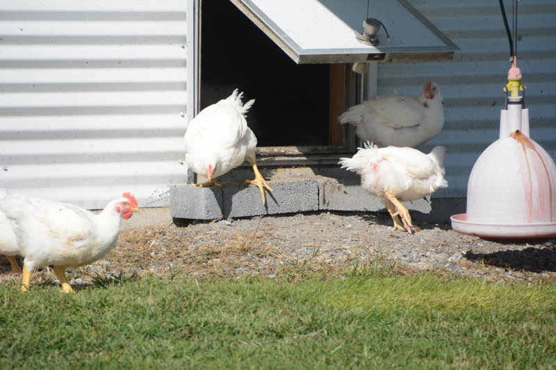 Mature organic chickens have access to the outdoors at Georgie Cartanza’s chicken operation. Mature organic chickens have access to the outdoors at Georgie Cartanza’s chicken operation.