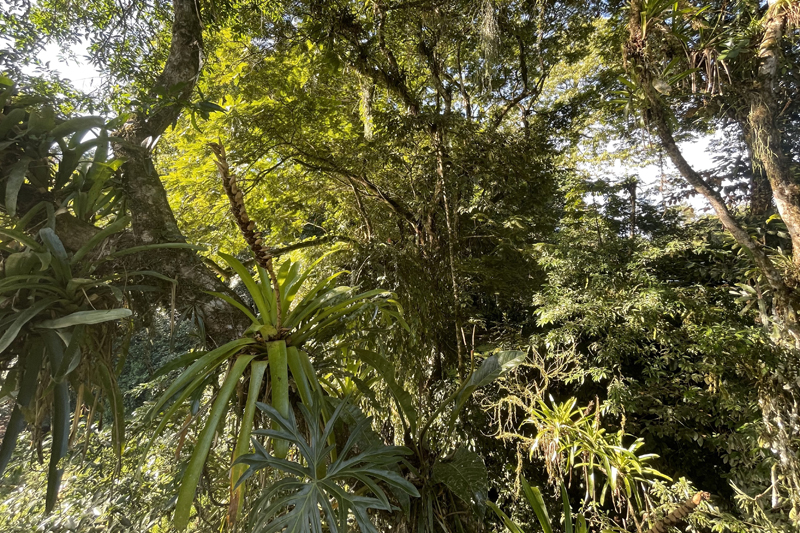 At the research station La Selva, students stood on a bridge spanning the Sarapiqui River that allowed them to be near a canopy.