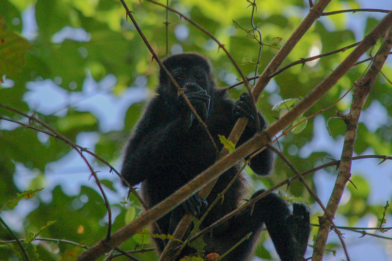 A howler monkey in Costa Rica. A howler monkey in Costa Rica.