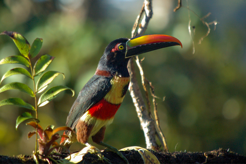 A fiery-billed aracari, seen at research station Las Cruces in Costa Rica. Aracaris are medium-sized toucans.