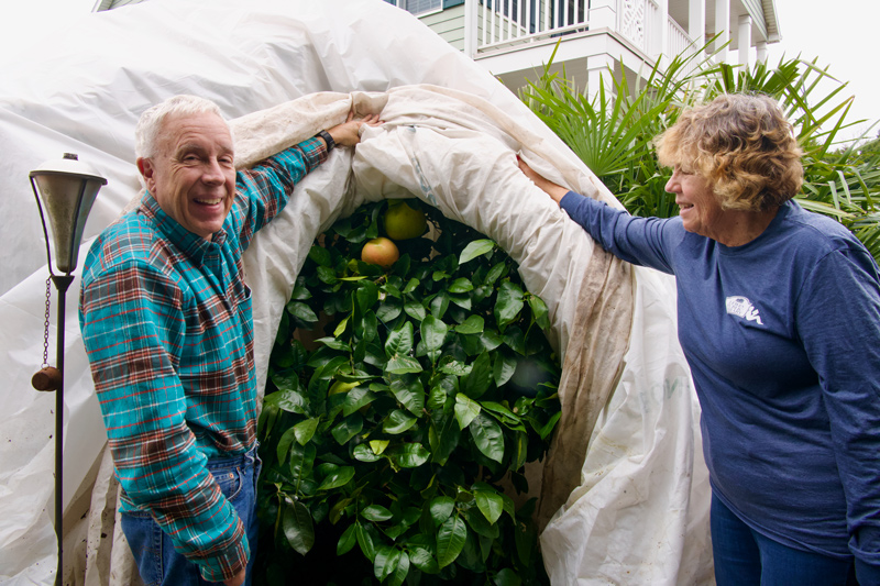 Carol Mertes-Smith and Gary Smith peel back the covering of a grapefruit tree in January to harvest fruit. 