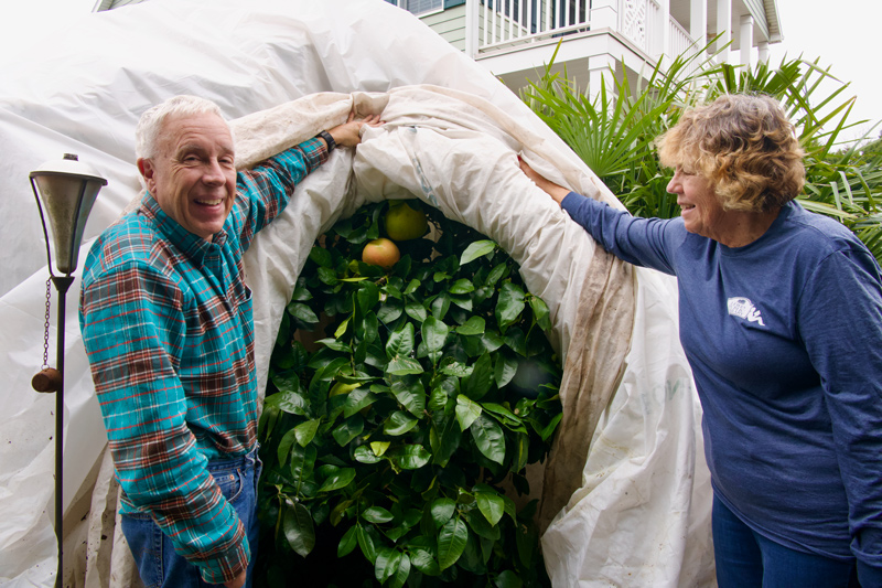 Carol Mertes-Smith and Gary Smith peel back the covering of a grapefruit tree in January to harvest fruit. Carol Mertes-Smith and Gary Smith peel back the covering of a grapefruit tree in January to harvest fruit.