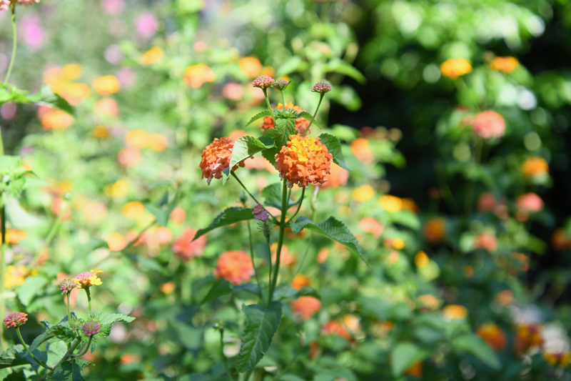 The “Gary Smith” lantana, so named by the UD Botanical Garden for a unique mutation found at the Smith garden. Unlike other lantanas, the “Gary Smith” overwinters as a perennial in Delaware and grows throughout the Smith property. The “Gary Smith” lantana, so named by the UD Botanical Garden for a unique mutation found at the Smith garden. Unlike other lantanas, the “Gary Smith” overwinters as a perennial in Delaware and grows throughout the Smith property.