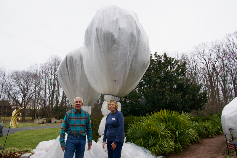 Gary and Carol stand by their windmill palms wrapped for winter. The Smiths rent a 55 foot articulating towable boom lift to reach the top, string plants with incandescent bulbs and wrap for winter with two layers of agriculture fabric. Gary and Carol stand by their windmill palms wrapped for winter. The Smiths rent a 55 foot articulating towable boom lift to reach the top, string plants with incandescent bulbs and wrap for winter with two layers of agriculture fabric.