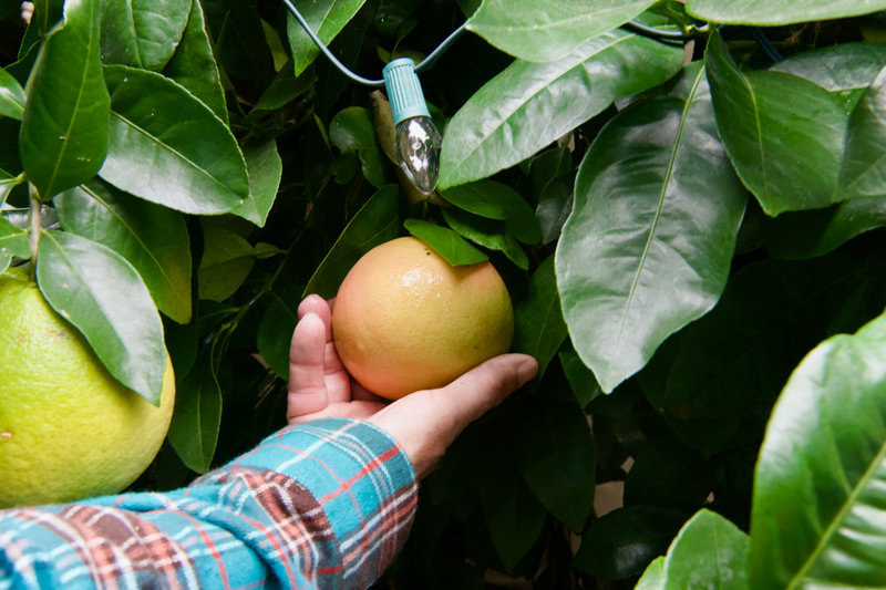 Incandescent holiday lights provide heat for non cold-hardy tropical fruit trees and plants. Incandescent holiday lights provide heat for non cold-hardy tropical fruit trees and plants.