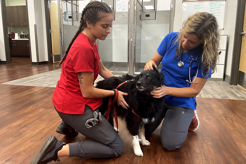University of Delaware alumnae Stephanie DeMarco (right) and Nicole Scott treat their patient named Heidi at First State Urgent Care on Concord Pike in Wilmington. 