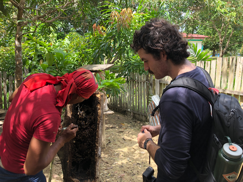 Christian Adams and a Maijuna stingless beekeeper look for pollen in a bees nest inside a log. Adams' work was carried out alongside that of organizations such as ACEER, OnePlanet, and FECONAMAI (Federación de Comunidades Nativas Maijuna).