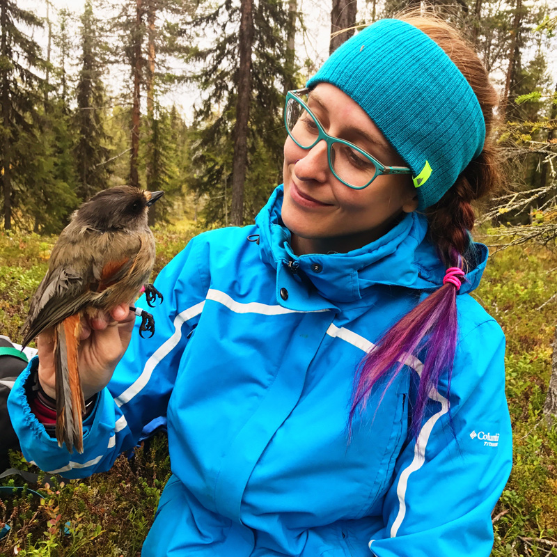 In northern Sweden, Lizzy Baxter studied the family units of Siberian jays. In northern Sweden, Lizzy Baxter studied the family units of Siberian jays.