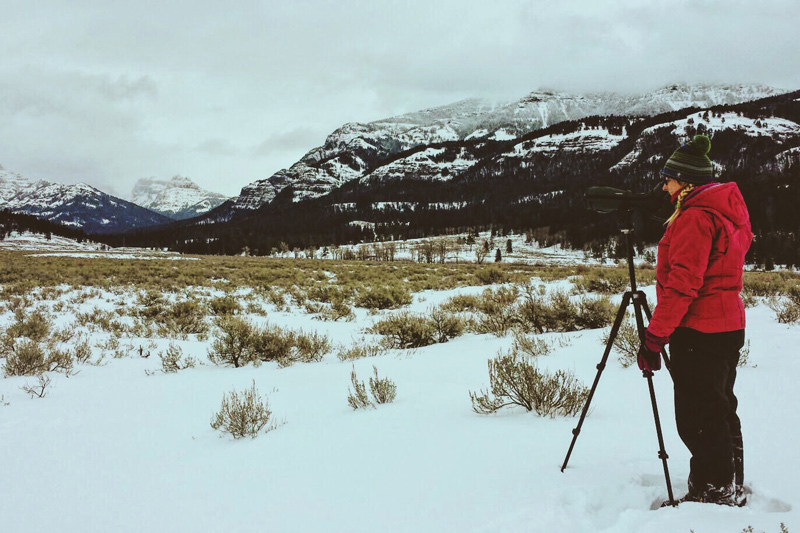 Through the Yellowstone Wolf Project, Lizzy Baxter observed and charted wolves and their predator-to-prey relationships.