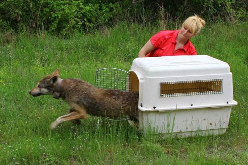In 2013, Lizzy Baxter served in a caretaker role in the U.S. Fish and Wildlife Service’s Red Wolf Recovery Program in North Carolina.