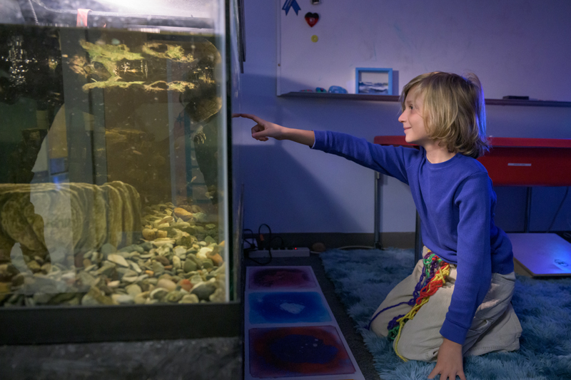 Fourth grader Noah studies a turtle aquarium in The College School’s sensory space. 