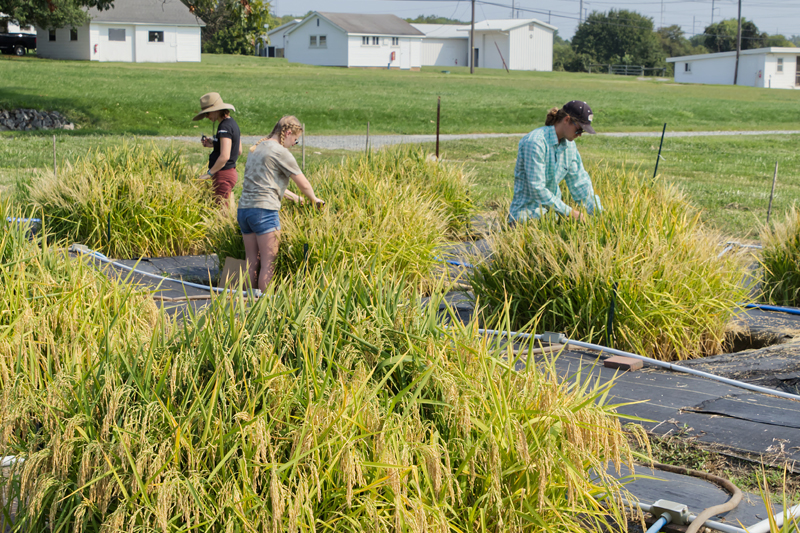 Students in the Seyfferth Lab, including doctoral student Frank Linam (right), harvest rice from the paddies grown on the UD Newark Farm. 