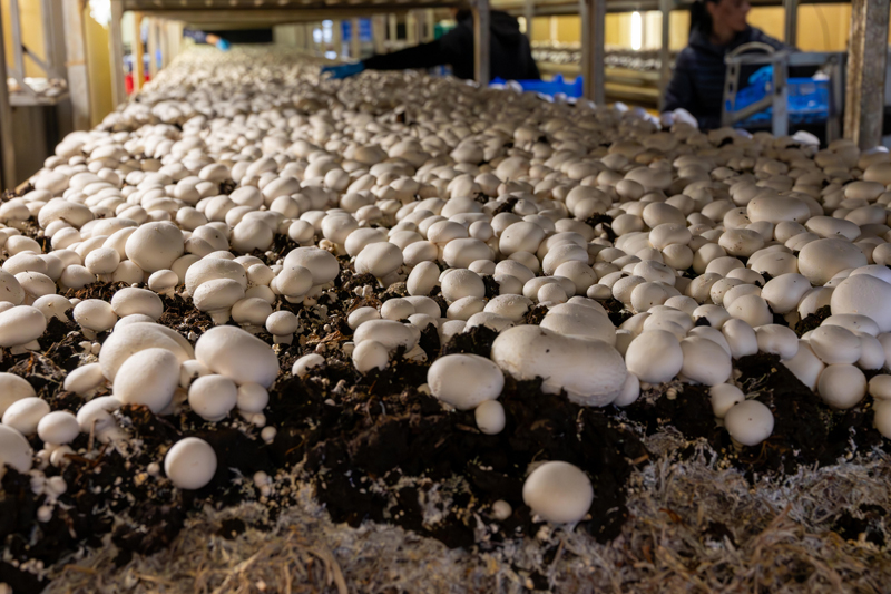 Mushroom farm Mushroom farm