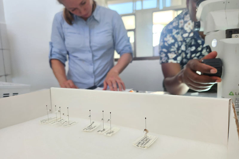 Kading teaches a collaborator how to identify mosquitoes in Tanzania. Kading studies vector-borne pathogens and emerging arboviruses. Kading teaches a collaborator how to identify mosquitoes in Tanzania. Kading studies vector-borne pathogens and emerging arboviruses.
