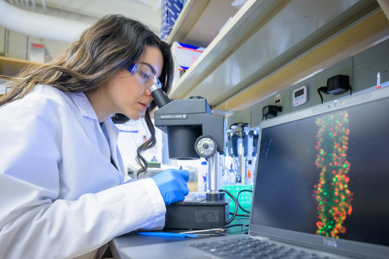 Doctoral student Sepideh Cheheltani examines fiber cells from the lens of the eye to determine how the cells confer the mechanical flexibility and resilience of the eye lens as part of the research in Velia Fowler’s lab at UD.