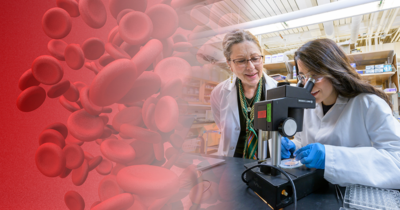 Velia Fowler’s lab at UD studies cell architecture and how each cell's interior structural scaffolding creates its unique shape, mechanical strength and physiological functions. 