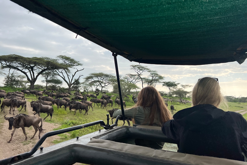Students observed wildebeest migration from a safari truck in Serengeti National Park.