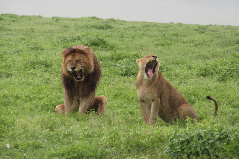 UD students observe a male and female lion showing off their canines.