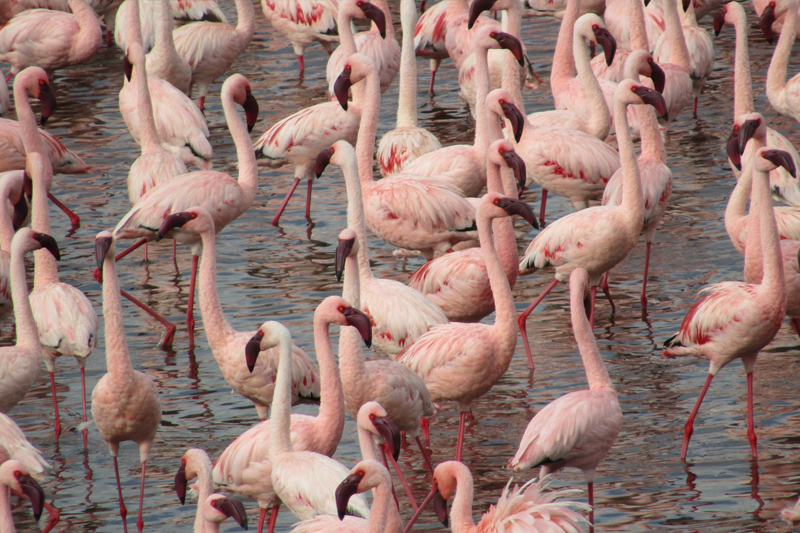 Students observed Lesser flamingo wade in the waters of Arusha National Park.
