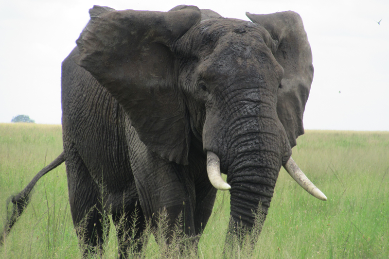 While on safari, UD students photographed a beautiful African savanna elephant grazing through grasslands.