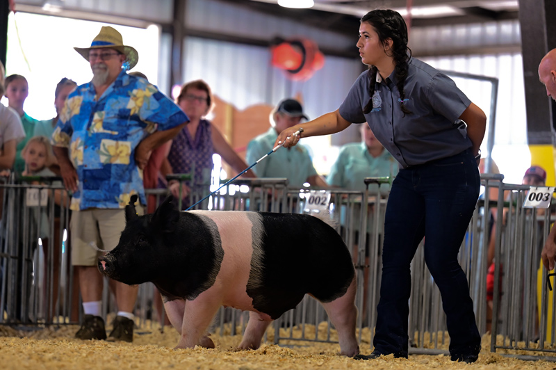 Yasmin Cruz shows off her pig Kenny at the Delaware State Fair. Yasmin Cruz shows off her pig Kenny at the Delaware State Fair.