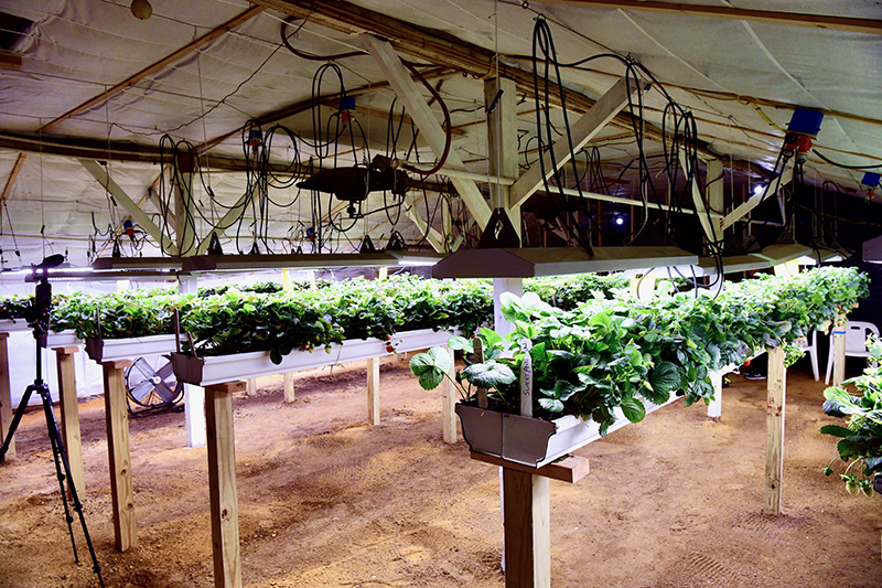 Instead of collecting cobwebs, older and obsolete mid-century poultry houses are being evaluated for fruit and vegetable production, as well as propagation powerhouses thanks to the work of University of Delaware faculty and UD Cooperative Extension agents. Instead of collecting cobwebs, older and obsolete mid-century poultry houses are being evaluated for fruit and vegetable production, as well as propagation powerhouses thanks to the work of University of Delaware faculty and UD Cooperative Extension agents.