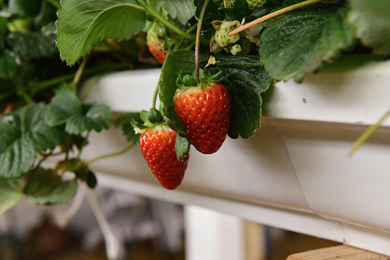 Strawberries performed better when the interior temperature was maintained at 65 degrees Fahrenheit. Day-neutral strawberries performed better, and of the many named varieties tested, “Royal Royce” and "Cabrillo” topped the yield and taste tests. Strawberries performed better when the interior temperature was maintained at 65 degrees Fahrenheit. Day-neutral strawberries performed better, and of the many named varieties tested, “Royal Royce” and "Cabrillo” topped the yield and taste tests.
