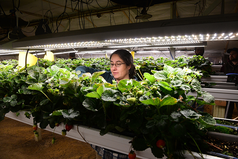 Emmalea Ernest, UD Cooperative Extension fruit and vegetable specialist, examines the strawberry progress during an open house for growers in December 2023. Emmalea Ernest, UD Cooperative Extension fruit and vegetable specialist, examines the strawberry progress during an open house for growers in December 2023.