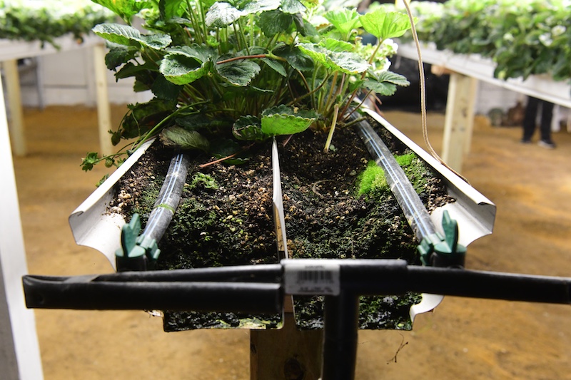 A close-up of strawberry production in gutters shows growing an initial greenhouse substrate and drip irrigation. Strawberry production in lighted houses still needs more research, according to UD’s Gordon Johnson. A close-up of strawberry production in gutters shows growing an initial greenhouse substrate and drip irrigation. Strawberry production in lighted houses still needs more research, according to UD’s Gordon Johnson.