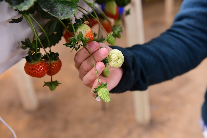 Gordon Johnson, retired extension fruit and vegetable specialist, holds an oddly shaped strawberry, growing alongside normal fruit. Johnson is working on the logistics of introducing bumblebees to enhance pollination. Gordon Johnson, retired extension fruit and vegetable specialist, holds an oddly shaped strawberry, growing alongside normal fruit. Johnson is working on the logistics of introducing bumblebees to enhance pollination.