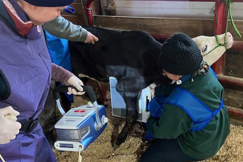 UD alumna Gisselle Garcia assists with a calf during her veterinary school externship. 