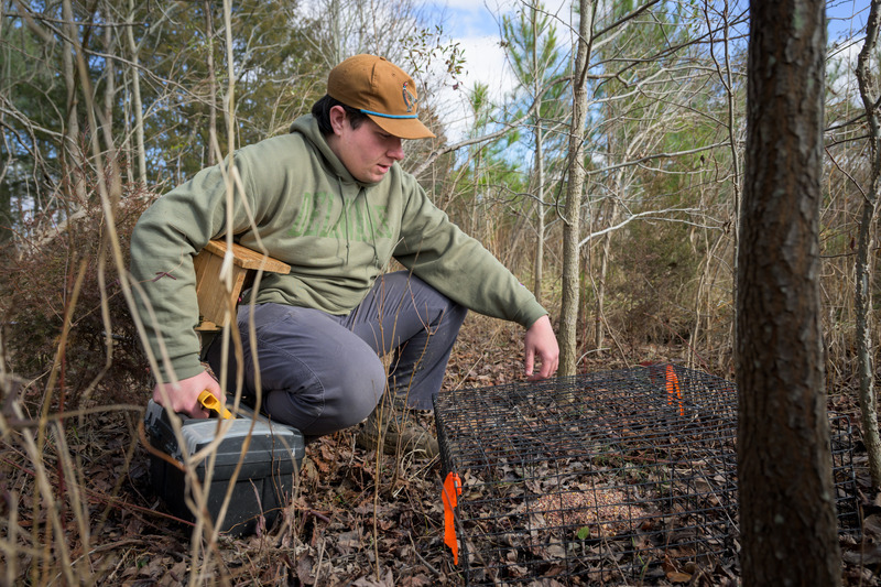 Hendell utilizes various techniques to track the movement of bobwhite quail, including wildlife telemetry and some trapping.