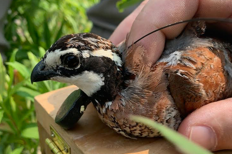 Hendell works closely with the bobwhite quail population at Cedar Swamp to carefully tag them and track their locations.