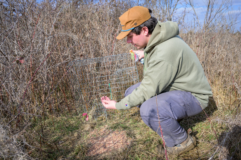 Wildlife ecology and conservation major John Hendell is conducting his senior thesis on bobwhite quail movement in Delaware’s Cedar Swamp Wildlife Management Area.