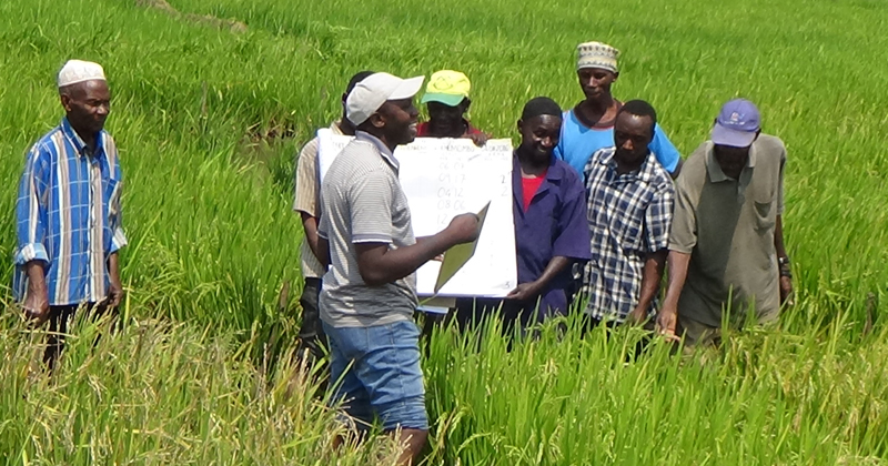 Kilasy led a group of local farmers collecting data from on-farm rice plots. Studying on farm rice plots allows researchers to develop new and improved rice varieties that can be drought and disease resistant, as well as higher-yielding.