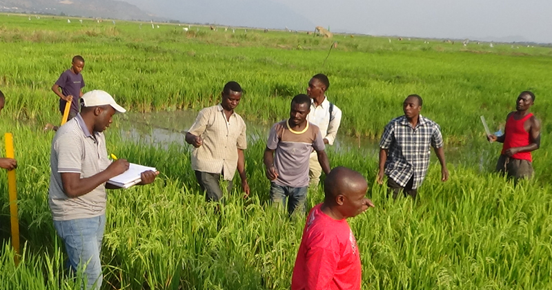 Kilasy visited the Institute of Seed Production Field in the Kilombero District within the Morogoro Region after it had been affected by a flood. He was accompanied by the Institute Director and the Institute Accountant during his visit. 