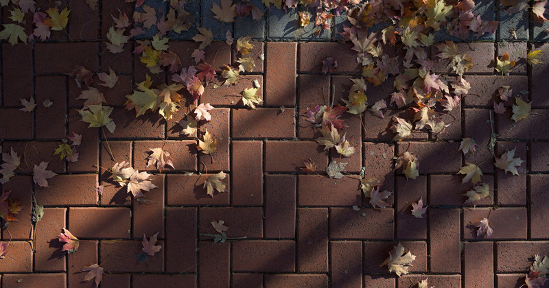 Fallen leaves on bricks