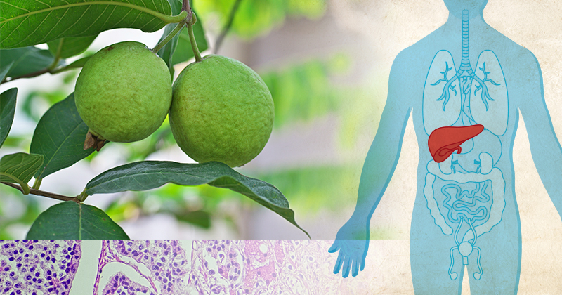 University of Delaware chemistry professor William Chain and his lab have invented a method for creating a liver cancer-fighting molecule found in guava plants using widely available chemicals. The discovery offers hope for low cost treatments against one of the world’s most deadly cancers.